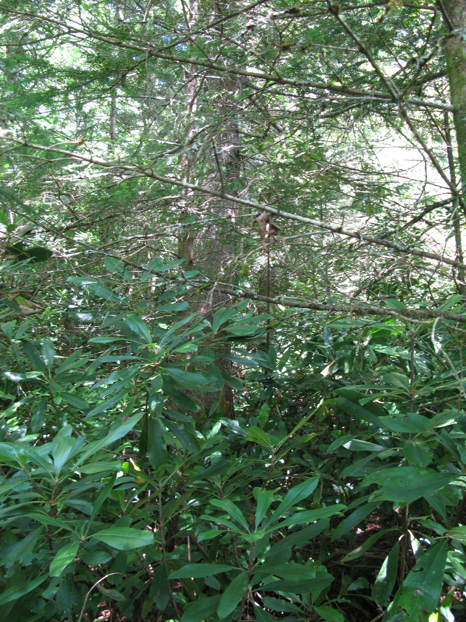 GRSM Accuracy Assessment. Plot Code: GRSM_AA_0119_3