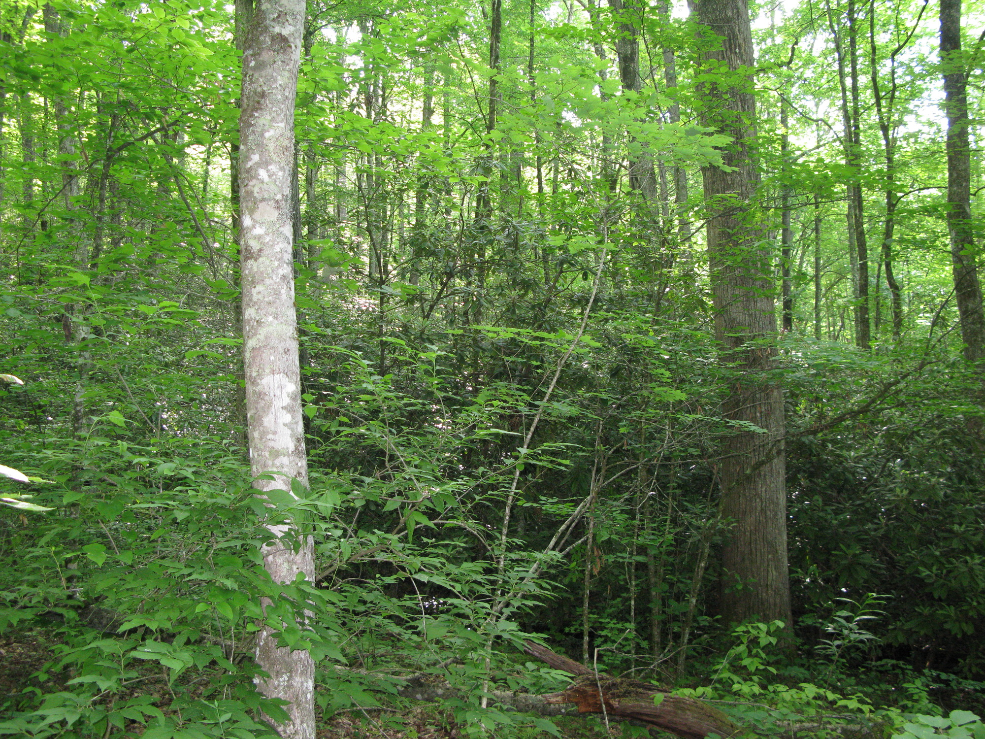 GRSM Accuracy Assessment. Plot Code: GRSM_AA_0133_3