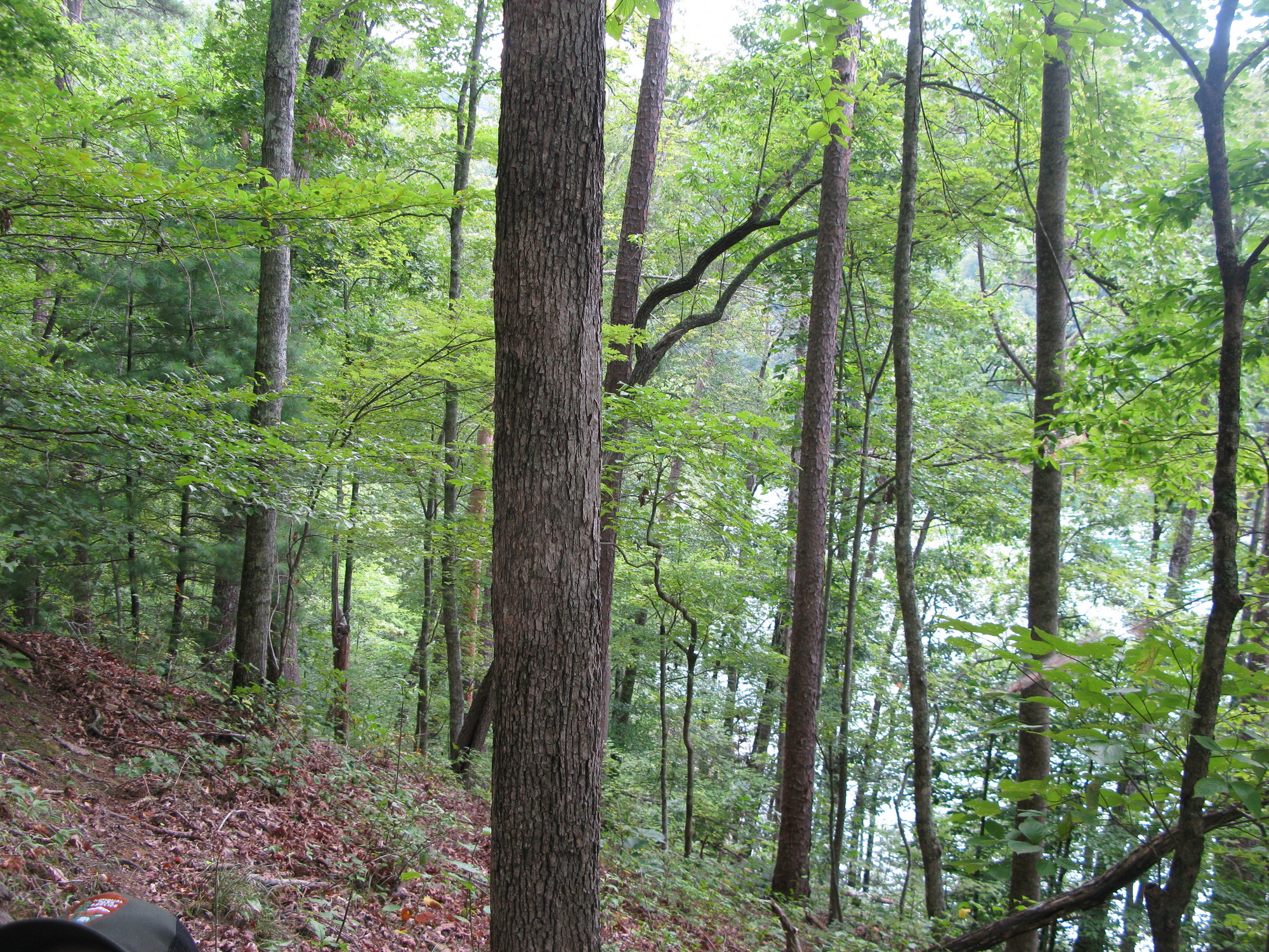 GRSM Accuracy Assessment. Plot Code: GRSM_AA_0328_3