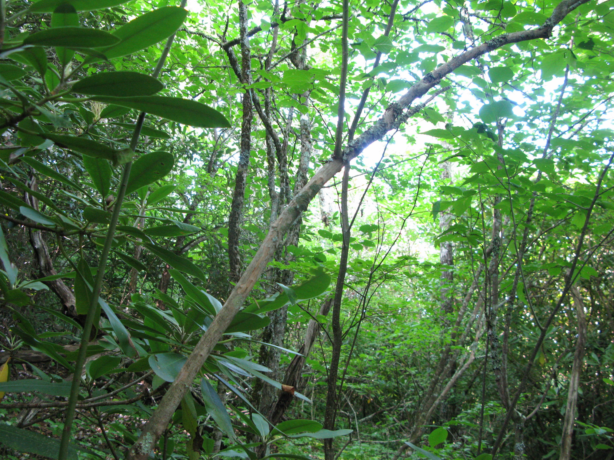 GRSM Accuracy Assessment. Plot Code: GRSM_AA_0917_4