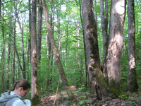 GRSM Accuracy Assessment. Plot Code: GRSM_AA_0133_5