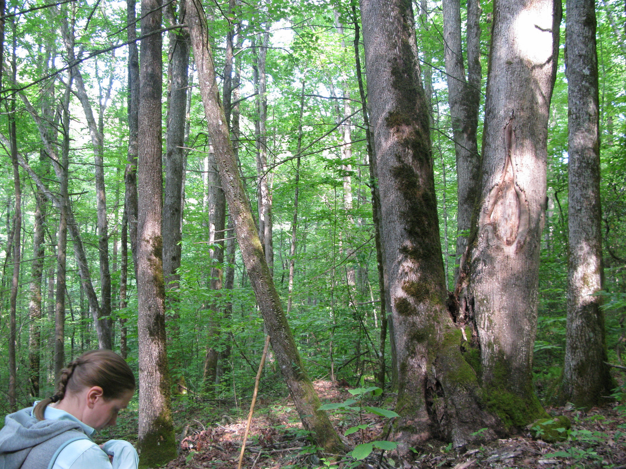 GRSM Accuracy Assessment. Plot Code: GRSM_AA_0133_5