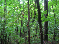 GRSM Accuracy Assessment. Plot Code: GRSM_AA_0517_6