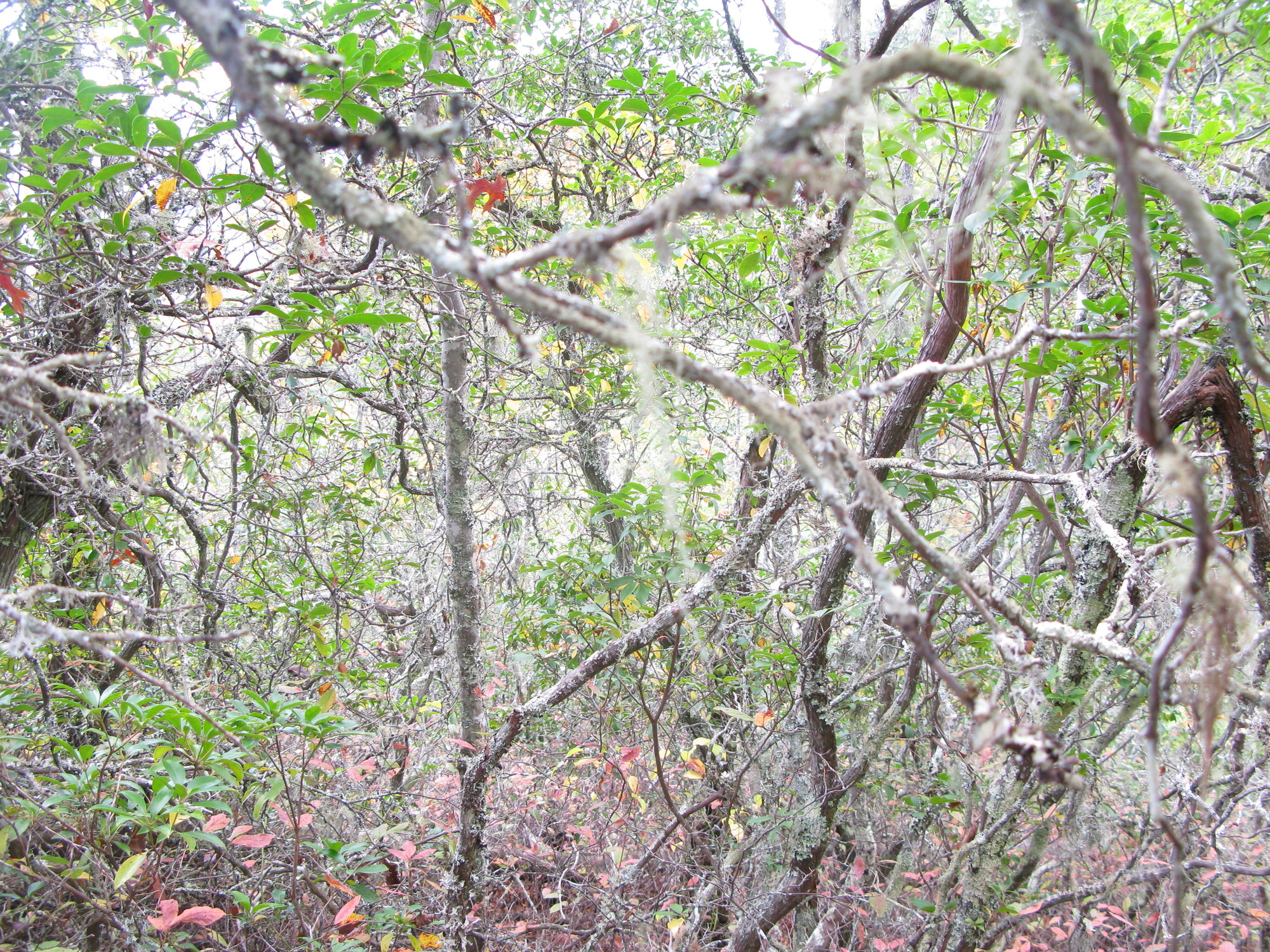 GRSM Accuracy Assessment. Plot Code: GRSM_AA_0189_5