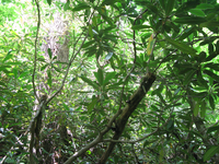 GRSM Accuracy Assessment. Plot Code: GRSM_AA_0920_5