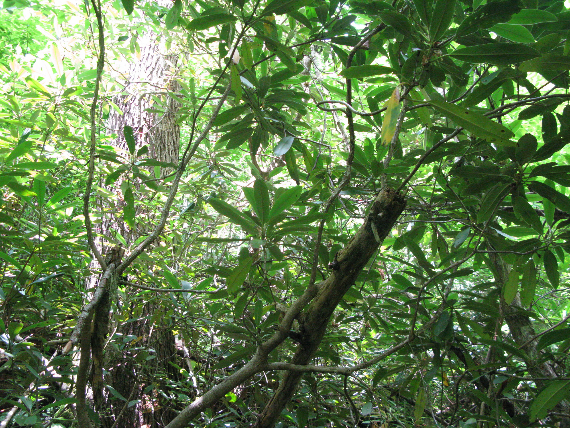 GRSM Accuracy Assessment. Plot Code: GRSM_AA_0920_5