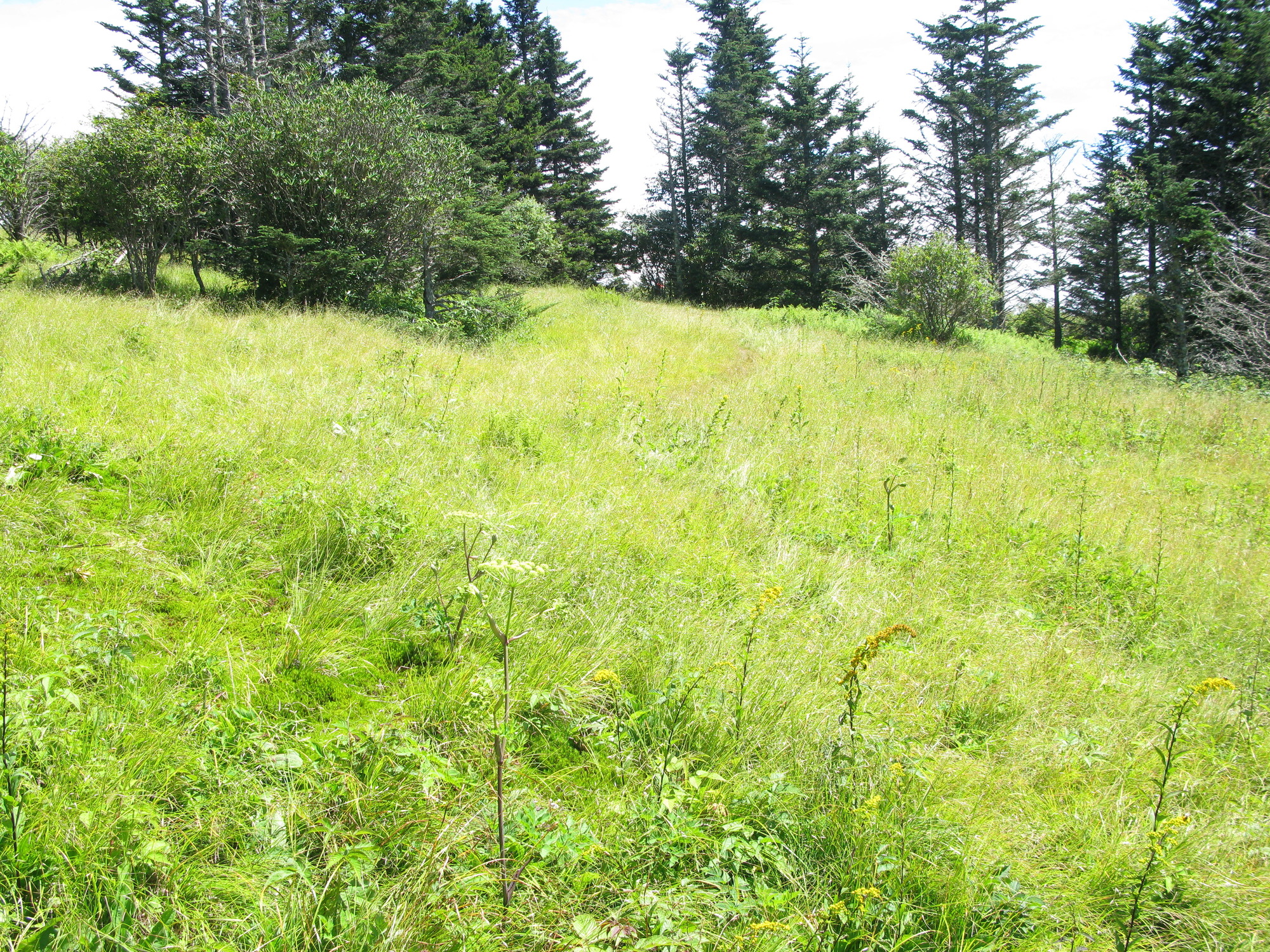 GRSM Accuracy Assessment. Plot Code: GRSM_AA_0307_6