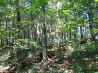 GRSM Accuracy Assessment. Plot Code: GRSM_AA_0746_6