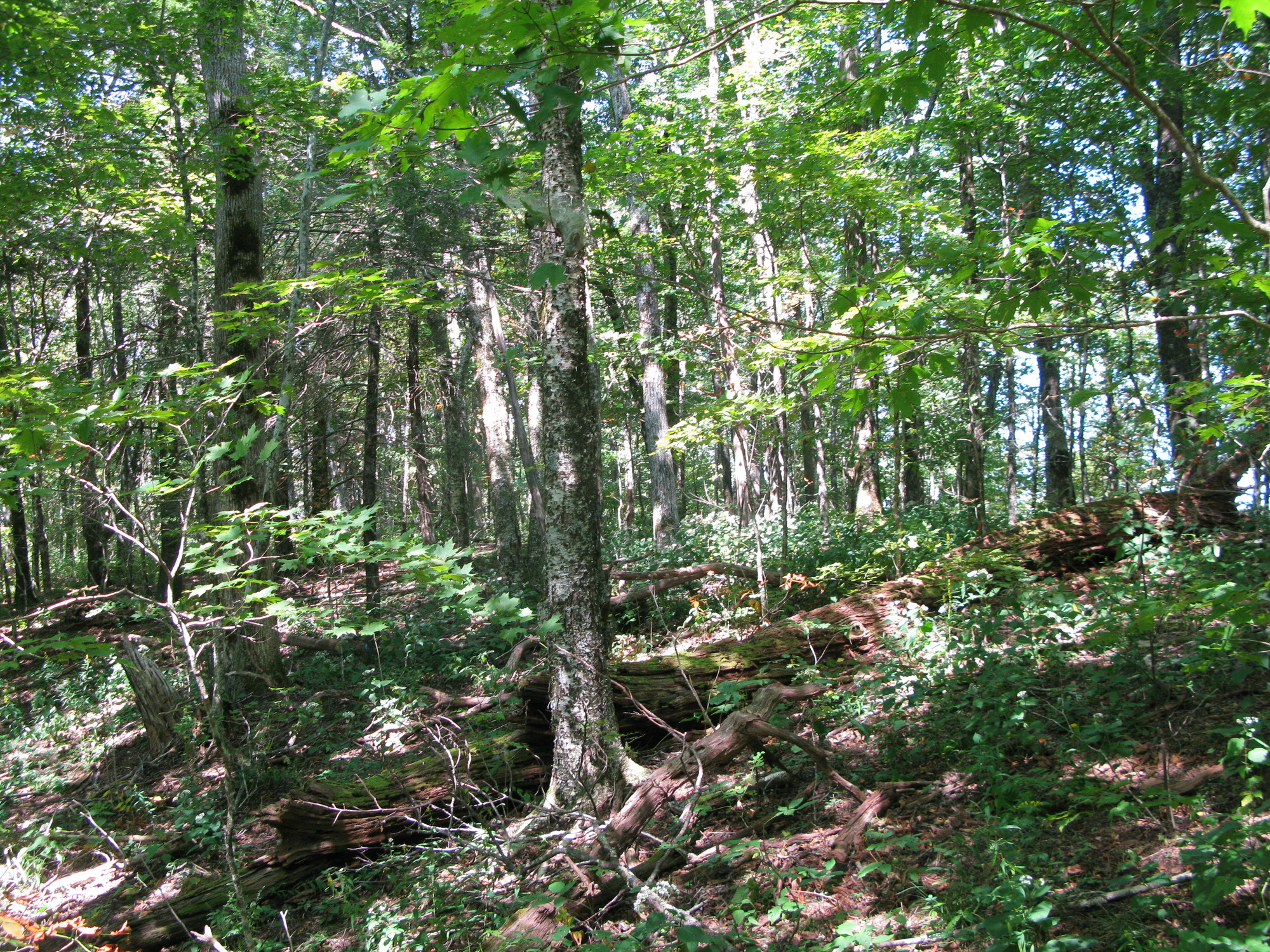 GRSM Accuracy Assessment. Plot Code: GRSM_AA_0746_6