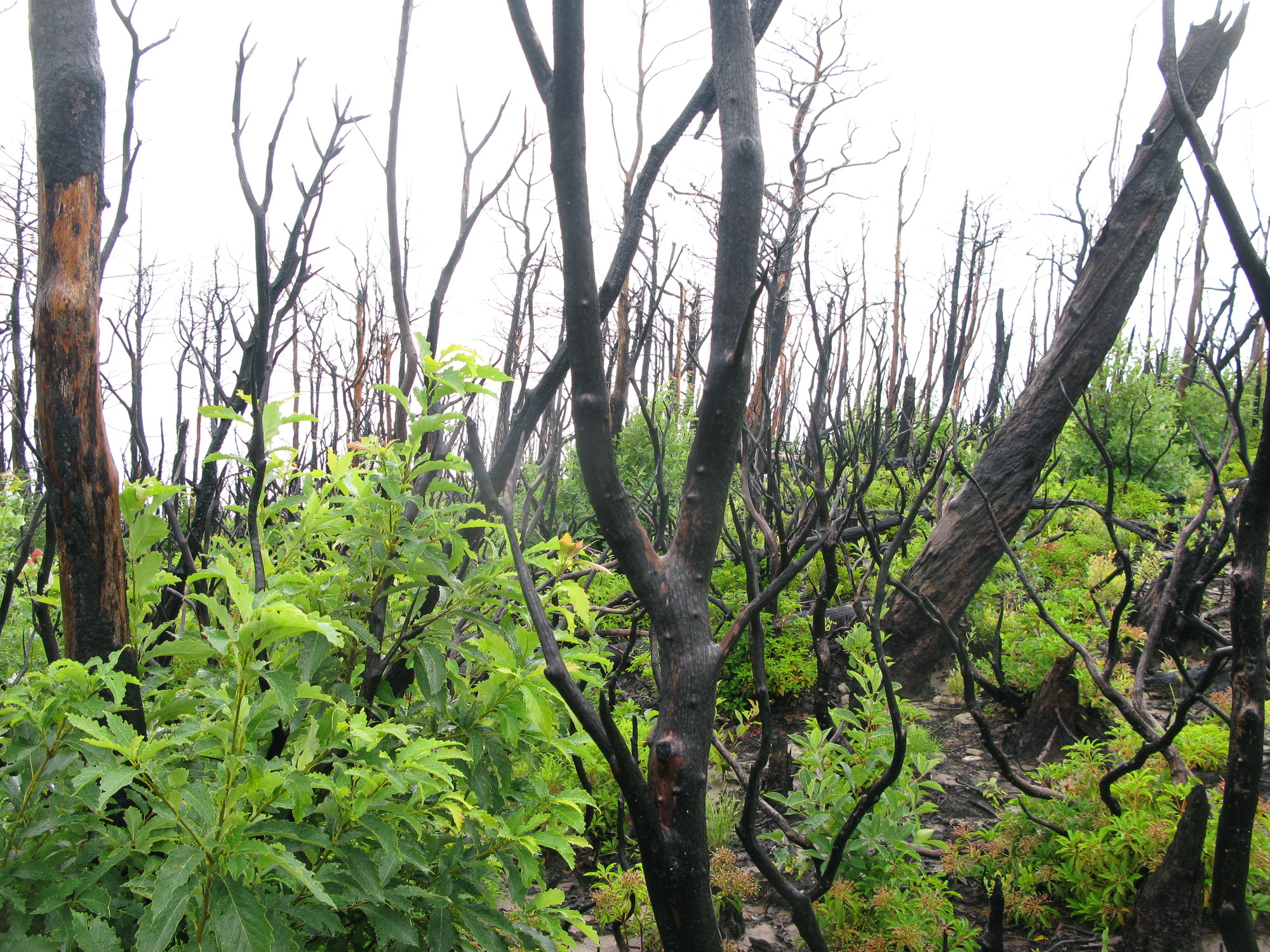 GRSM Accuracy Assessment. Plot Code: GRSM_AA_0857_6