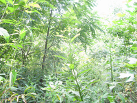 GRSM Accuracy Assessment. Plot Code: GRSM_AA_0711_6