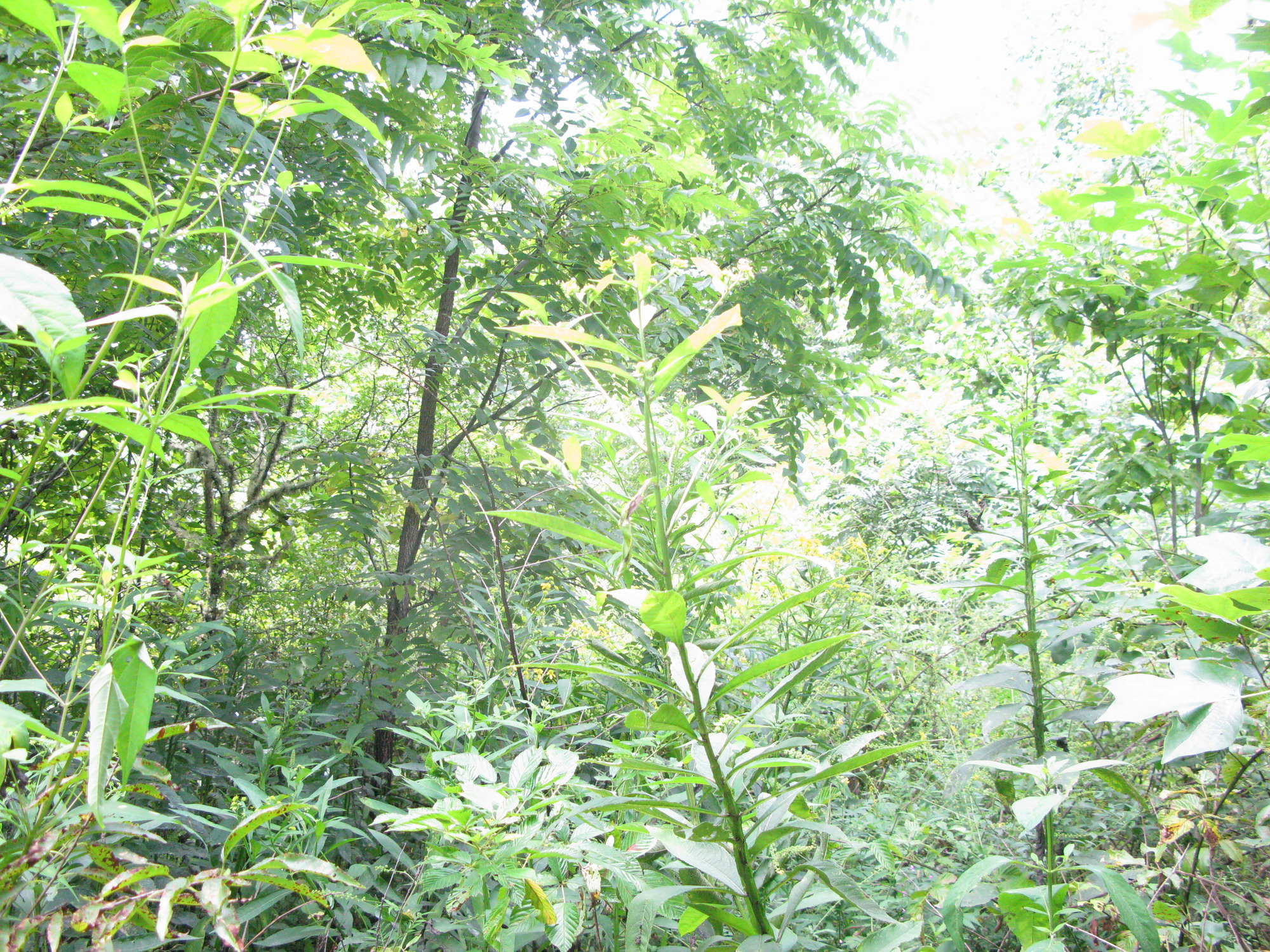 GRSM Accuracy Assessment. Plot Code: GRSM_AA_0711_6