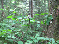 GRSM Accuracy Assessment. Plot Code: GRSM_AA_0580_6