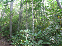 GRSM Accuracy Assessment. Plot Code: GRSM_AA_0196_6