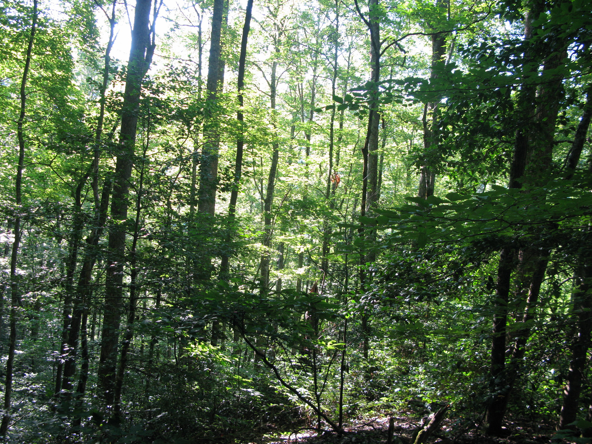 GRSM Accuracy Assessment. Plot Code: GRSM_AA_0056_3