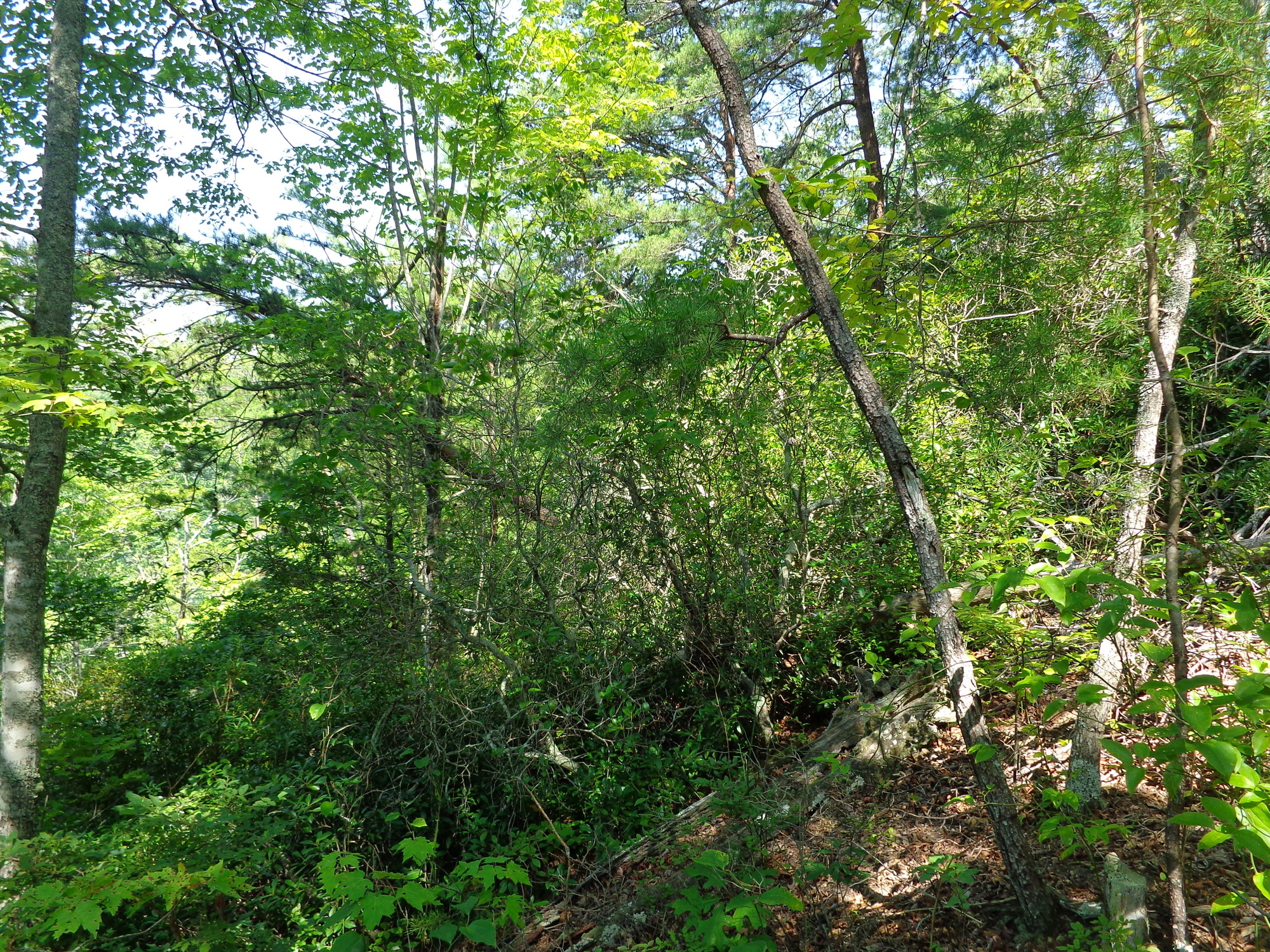 GRSM Accuracy Assessment. Plot Code: GRSM_AA_0295_5