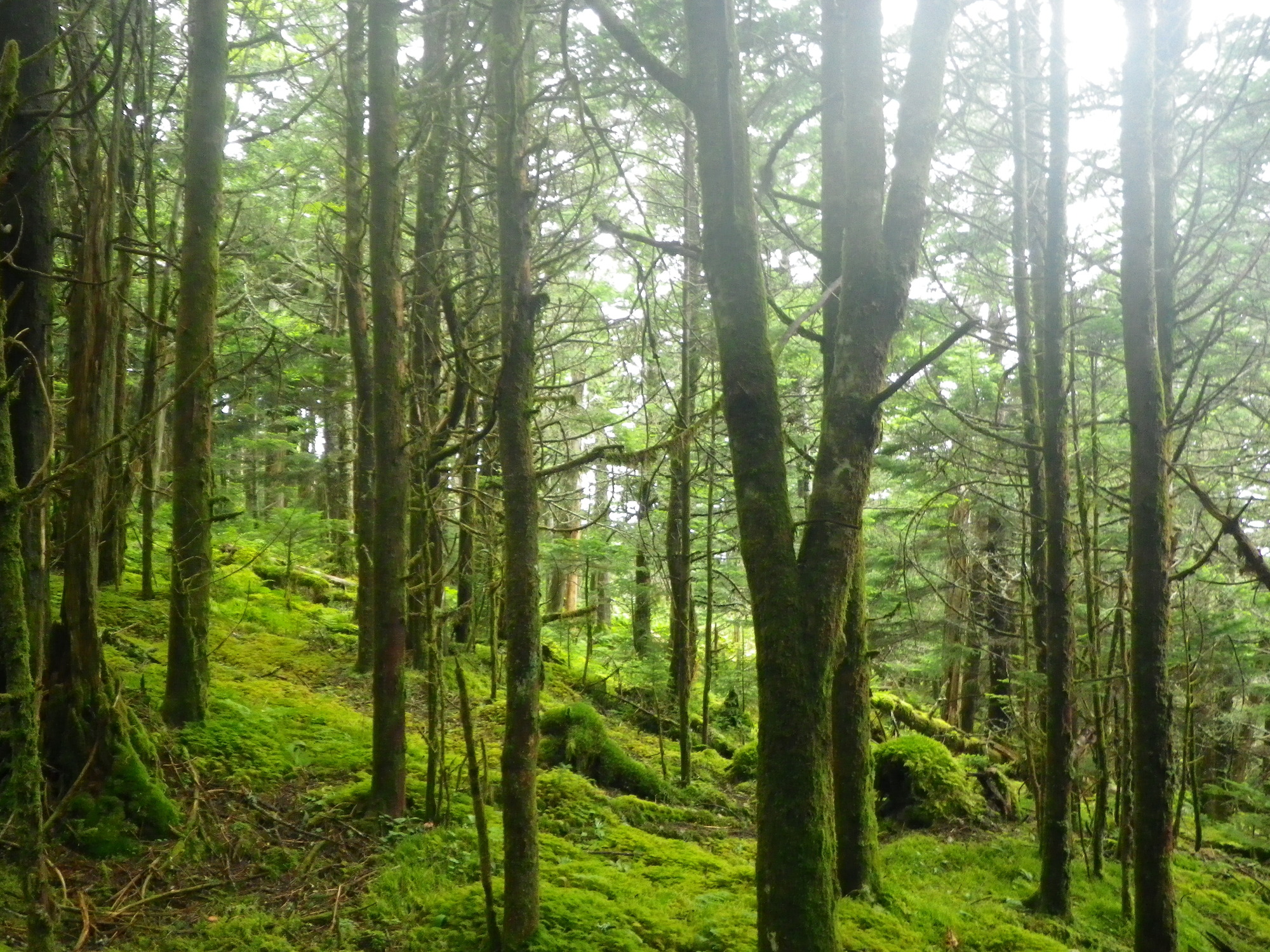 Plot Code: GRSM_AA_0540_5