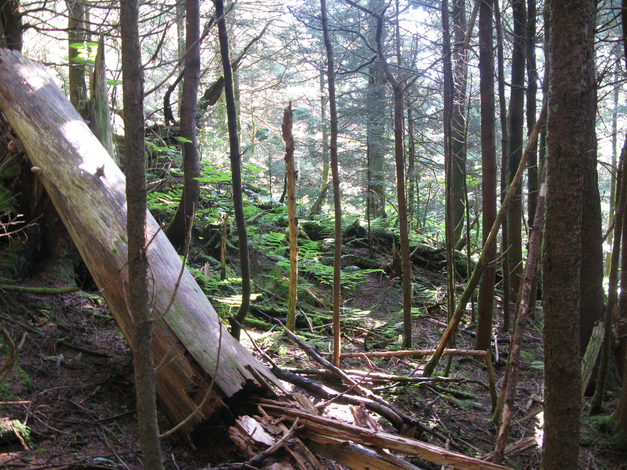 GRSM Accuracy Assessment. Plot Code: GRSM_AA_0061_6