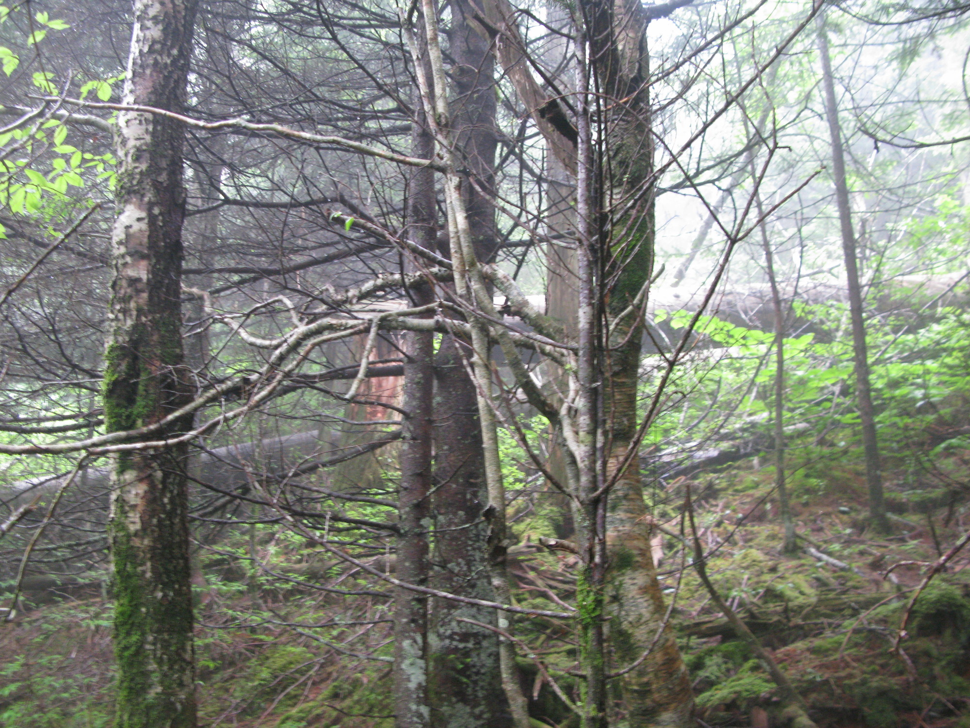 GRSM Accuracy Assessment. Plot Code: GRSM_AA_0630_2