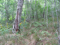 GRSM Accuracy Assessment. Plot Code: GRSM_AA_0215_6