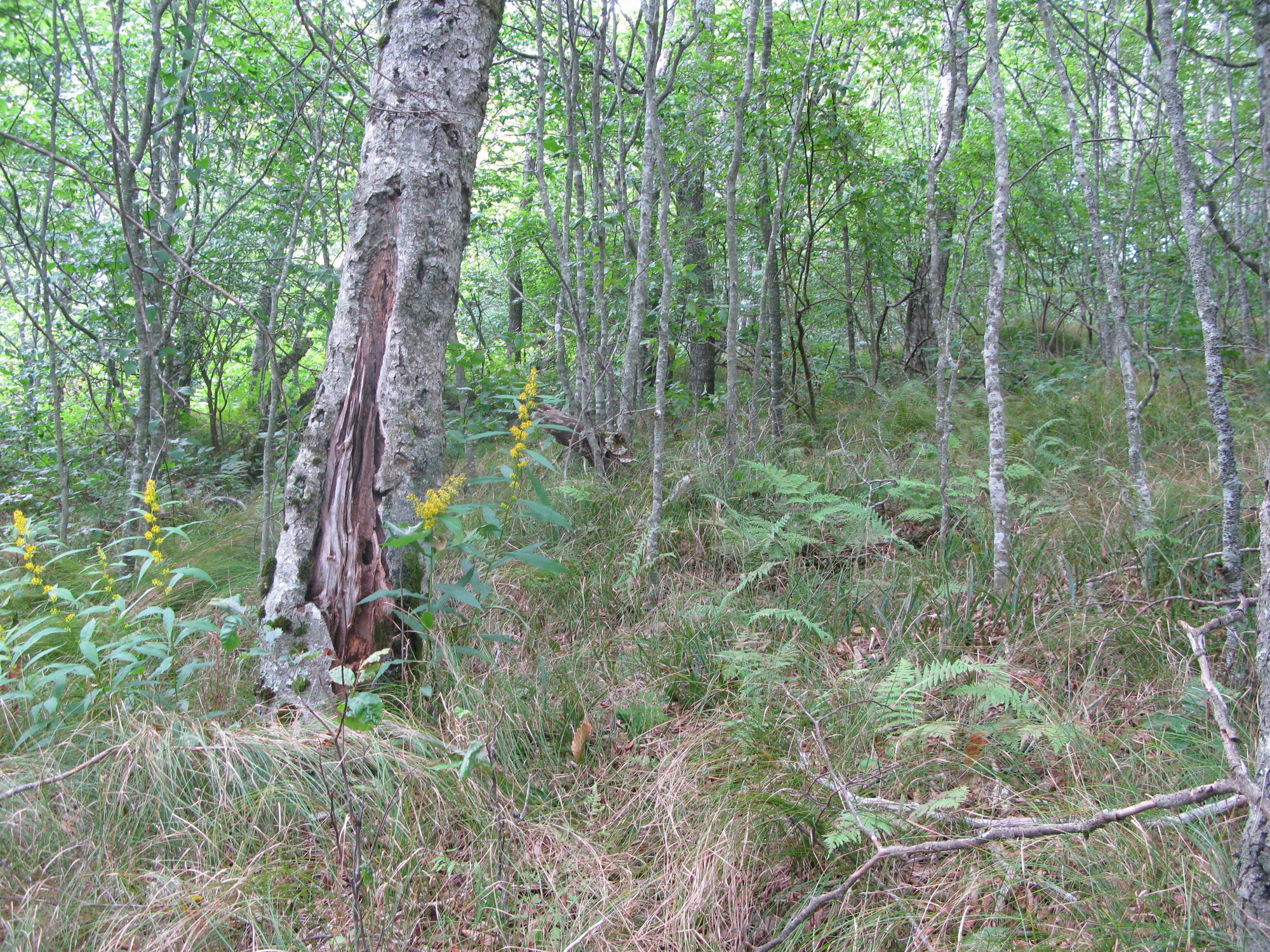 GRSM Accuracy Assessment. Plot Code: GRSM_AA_0215_6