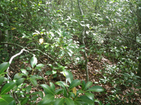 GRSM Accuracy Assessment. Plot Code: GRSM_AA_0327_3