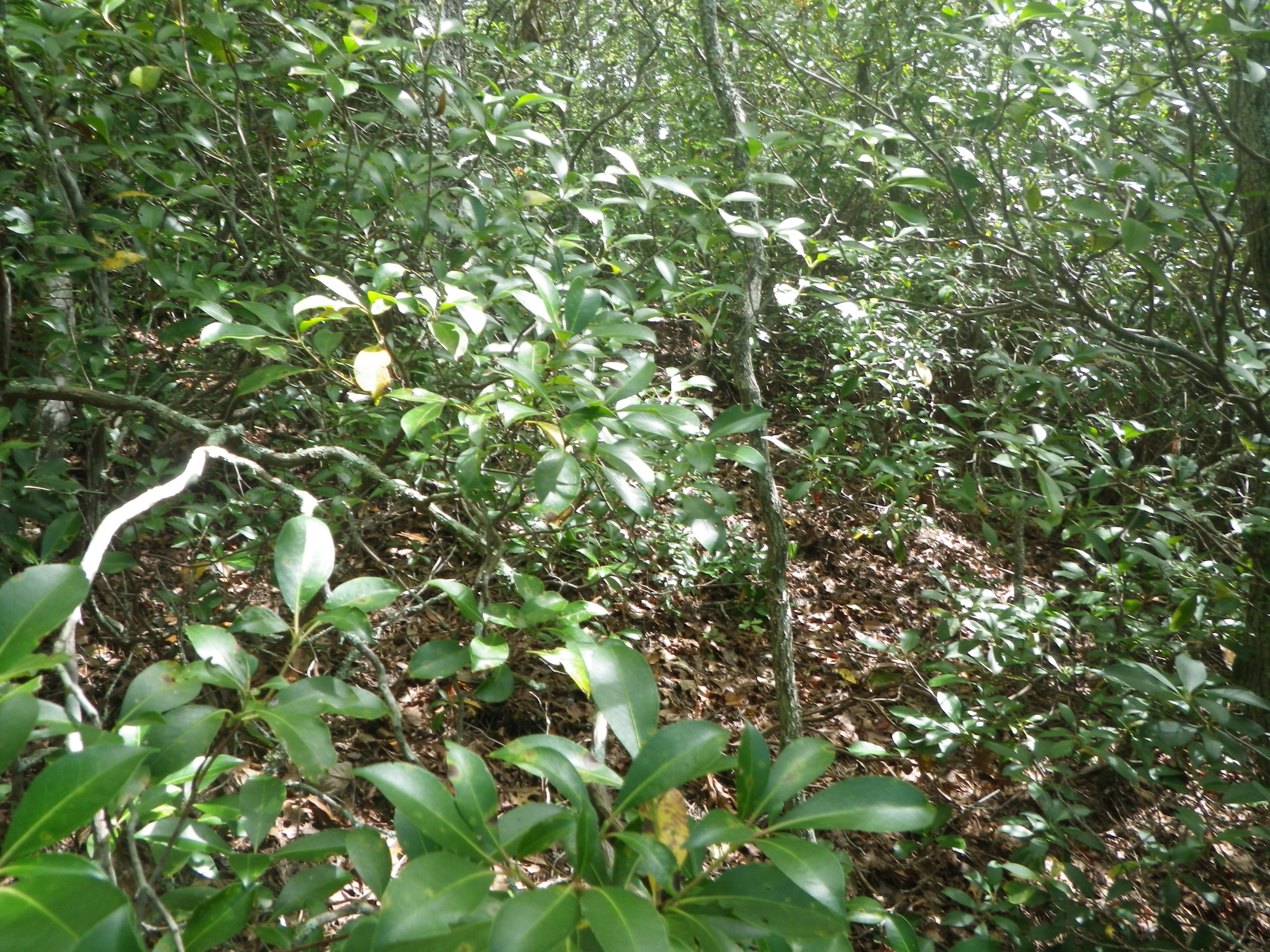 GRSM Accuracy Assessment. Plot Code: GRSM_AA_0327_3