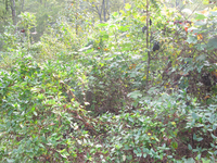 GRSM Accuracy Assessment. Plot Code: GRSM_AA_0528_3