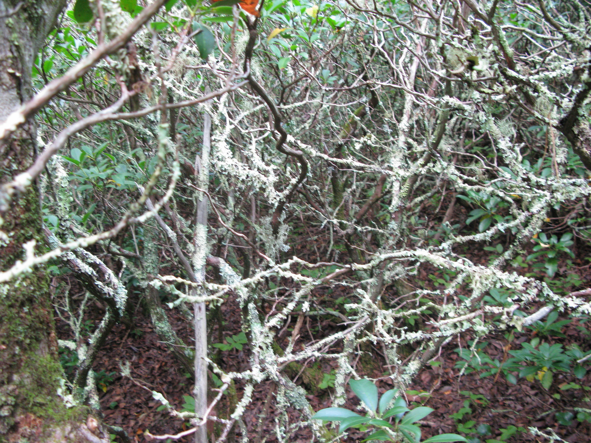 Plot Code: GRSM_AA_0439_6