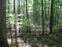 GRSM Accuracy Assessment. Plot Code: GRSM_AA_0338_6