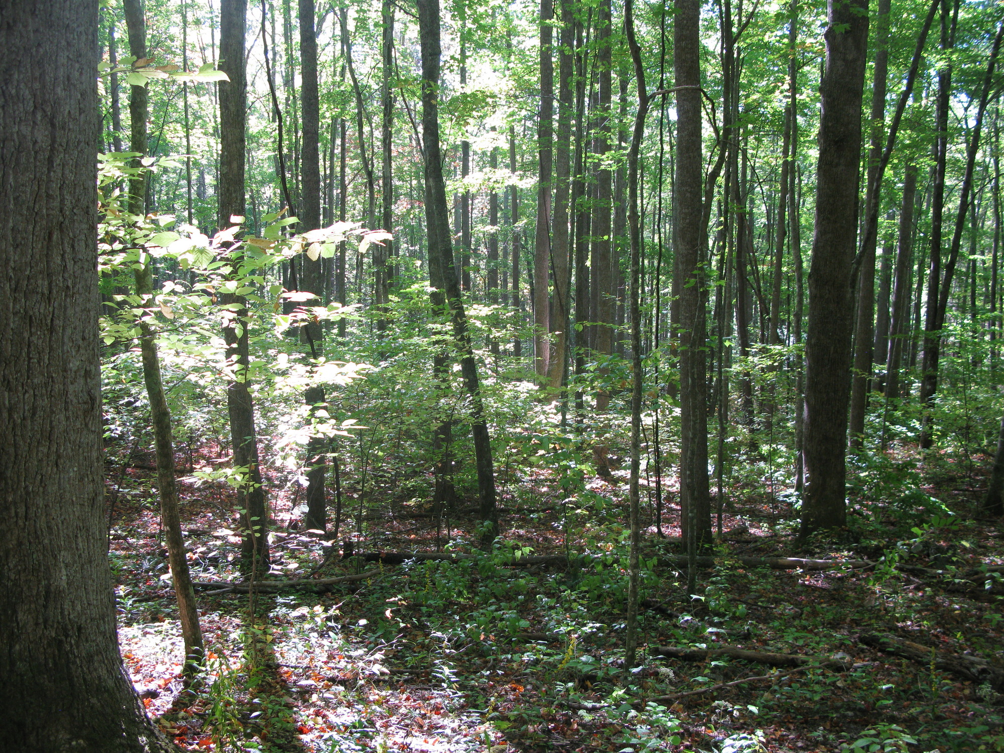 GRSM Accuracy Assessment. Plot Code: GRSM_AA_0338_6