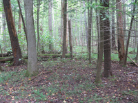 GRSM Accuracy Assessment. Plot Code: GRSM_AA_0594_3