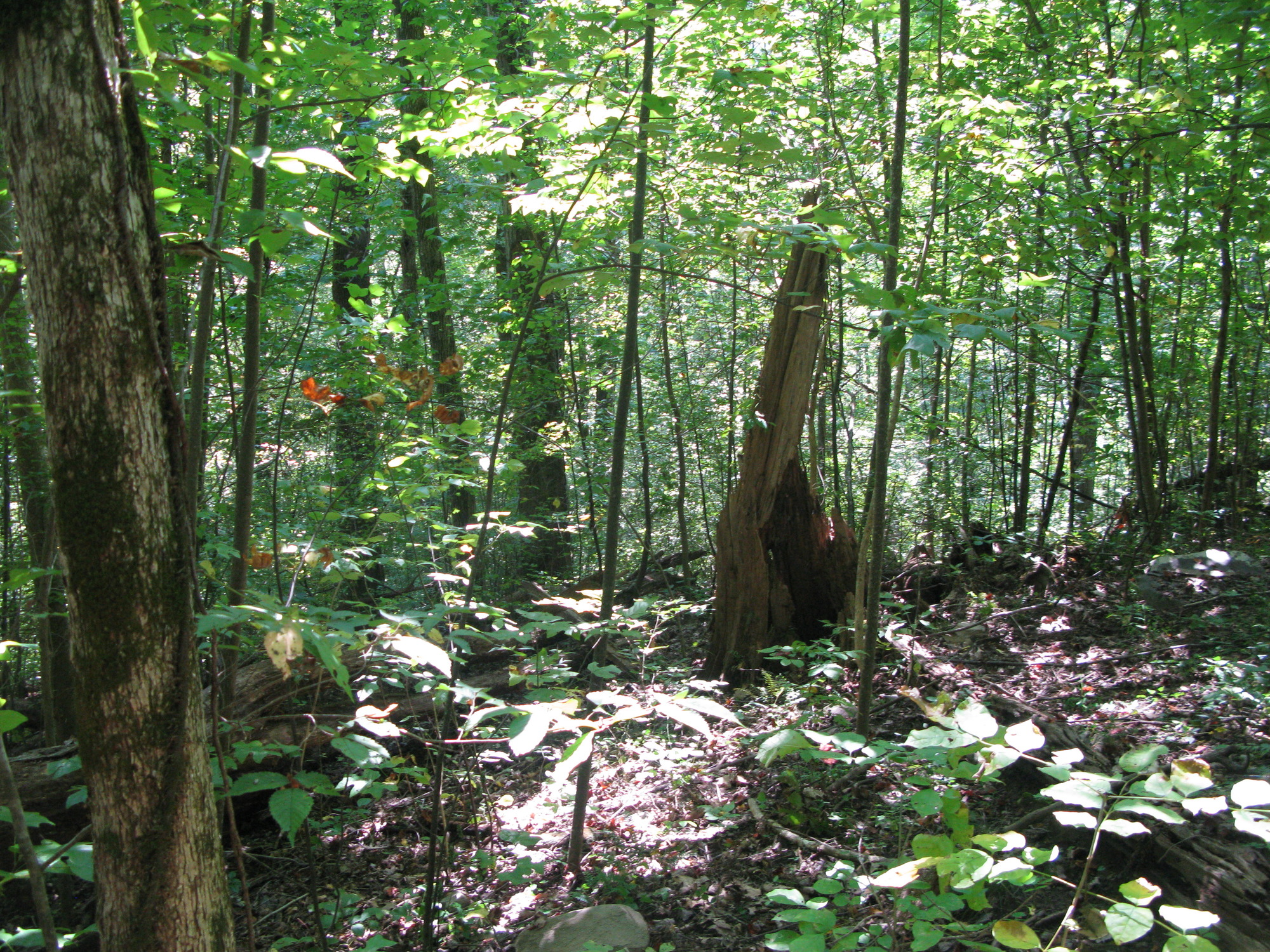 GRSM Accuracy Assessment. Plot Code: GRSM_AA_0047_4