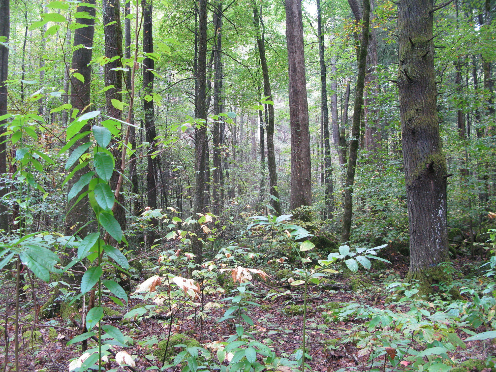 GRSM Accuracy Assessment. Plot Code: GRSM_AA_0243_4