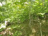 GRSM Accuracy Assessment. Plot Code: GRSM_AA_0020_2