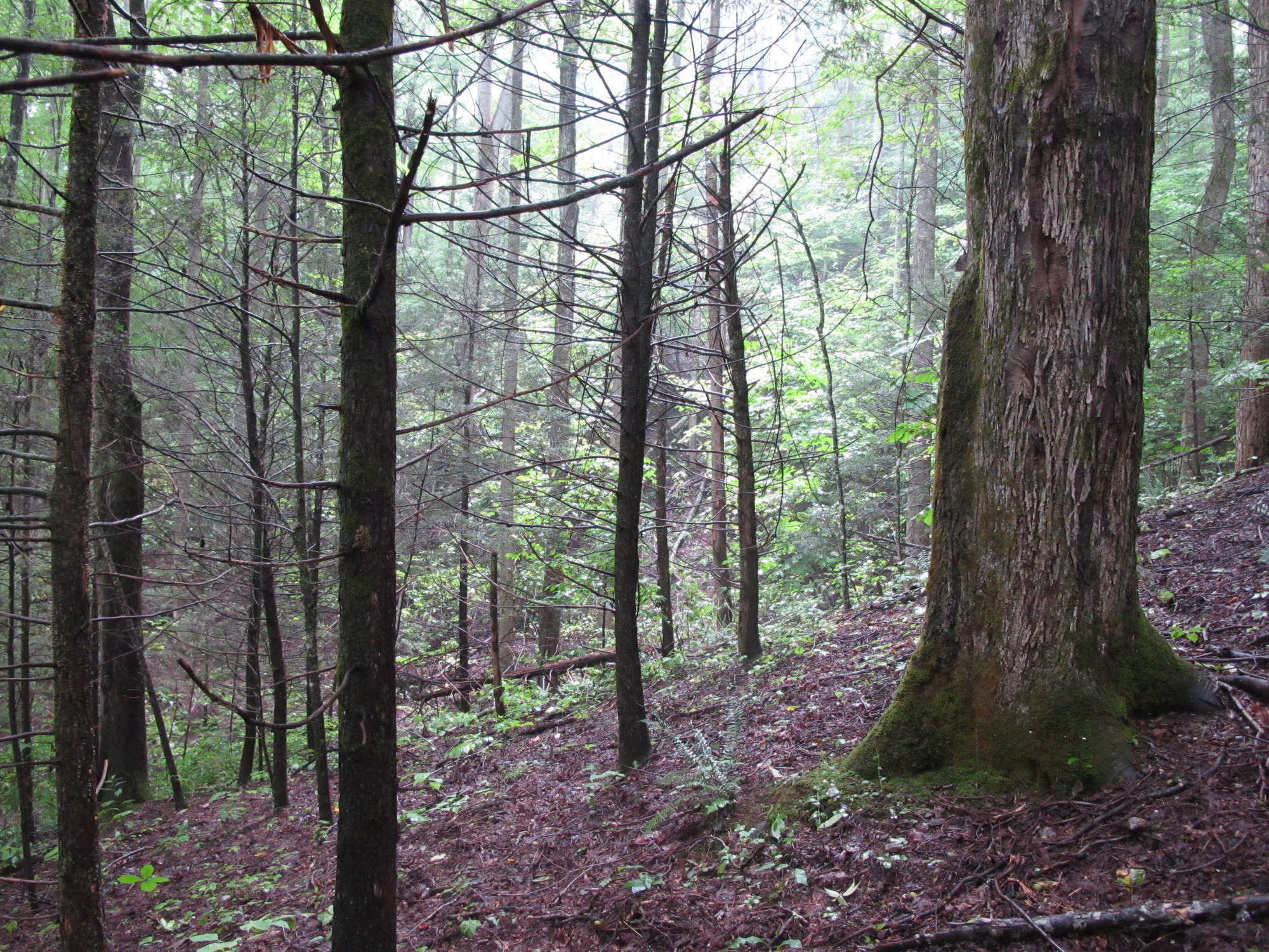 GRSM Accuracy Assessment. Plot Code: GRSM_AA_0538_6