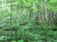 GRSM Accuracy Assessment. Plot Code: GRSM_AA_0567