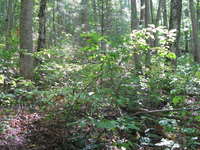 GRSM Accuracy Assessment. Plot Code: GRSM_AA_0065_4