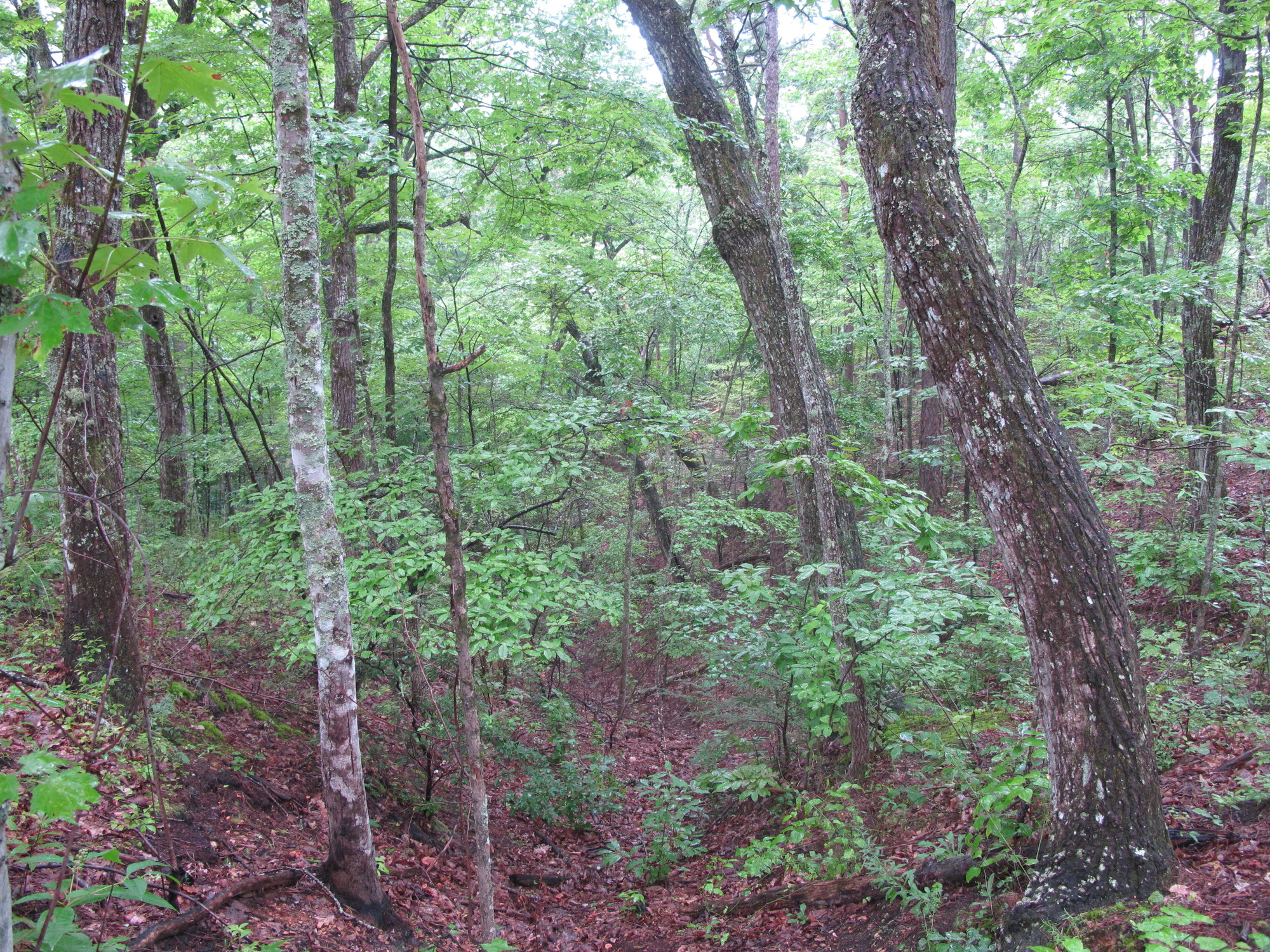 GRSM Accuracy Assessment. Plot Code: GRSM_AA_0416_6