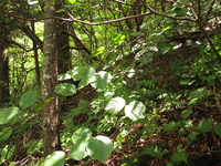 Plot Code: GRSM_AA_0582_3