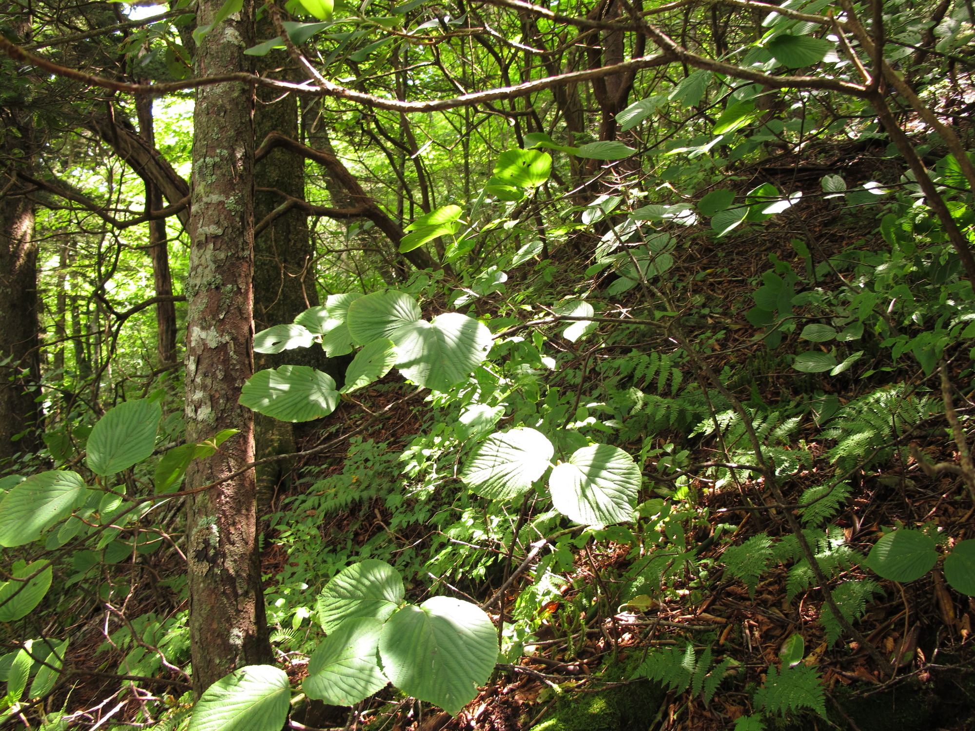 Plot Code: GRSM_AA_0582_3