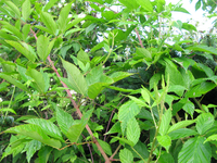 GRSM Accuracy Assessment. Plot Code: GRSM_AA_0839_5