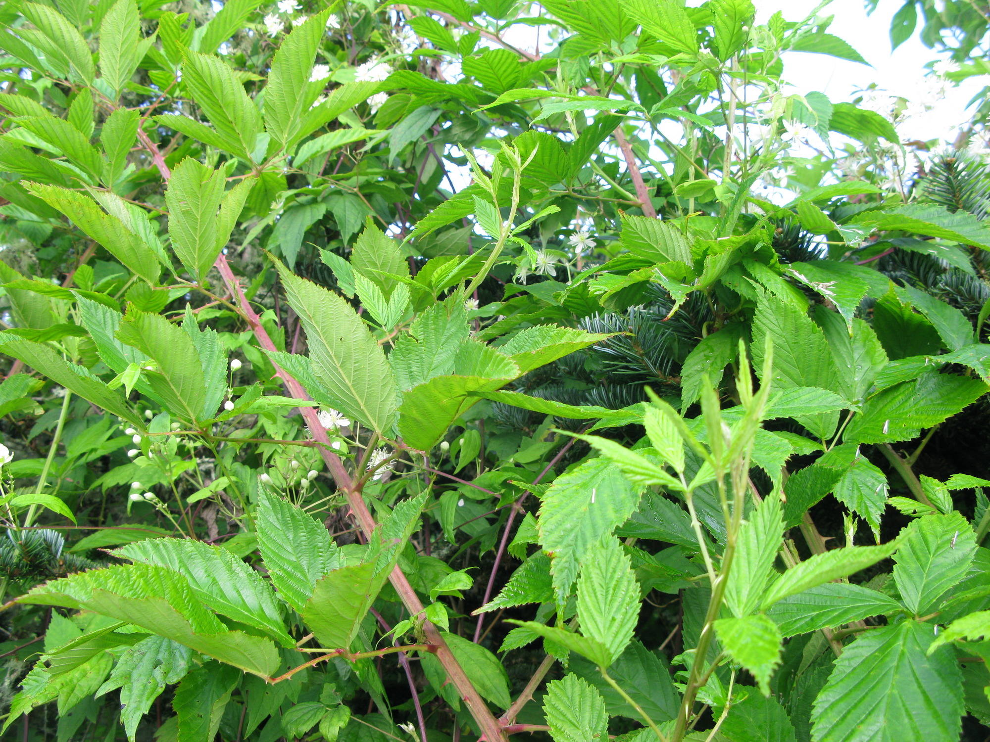 GRSM Accuracy Assessment. Plot Code: GRSM_AA_0839_5