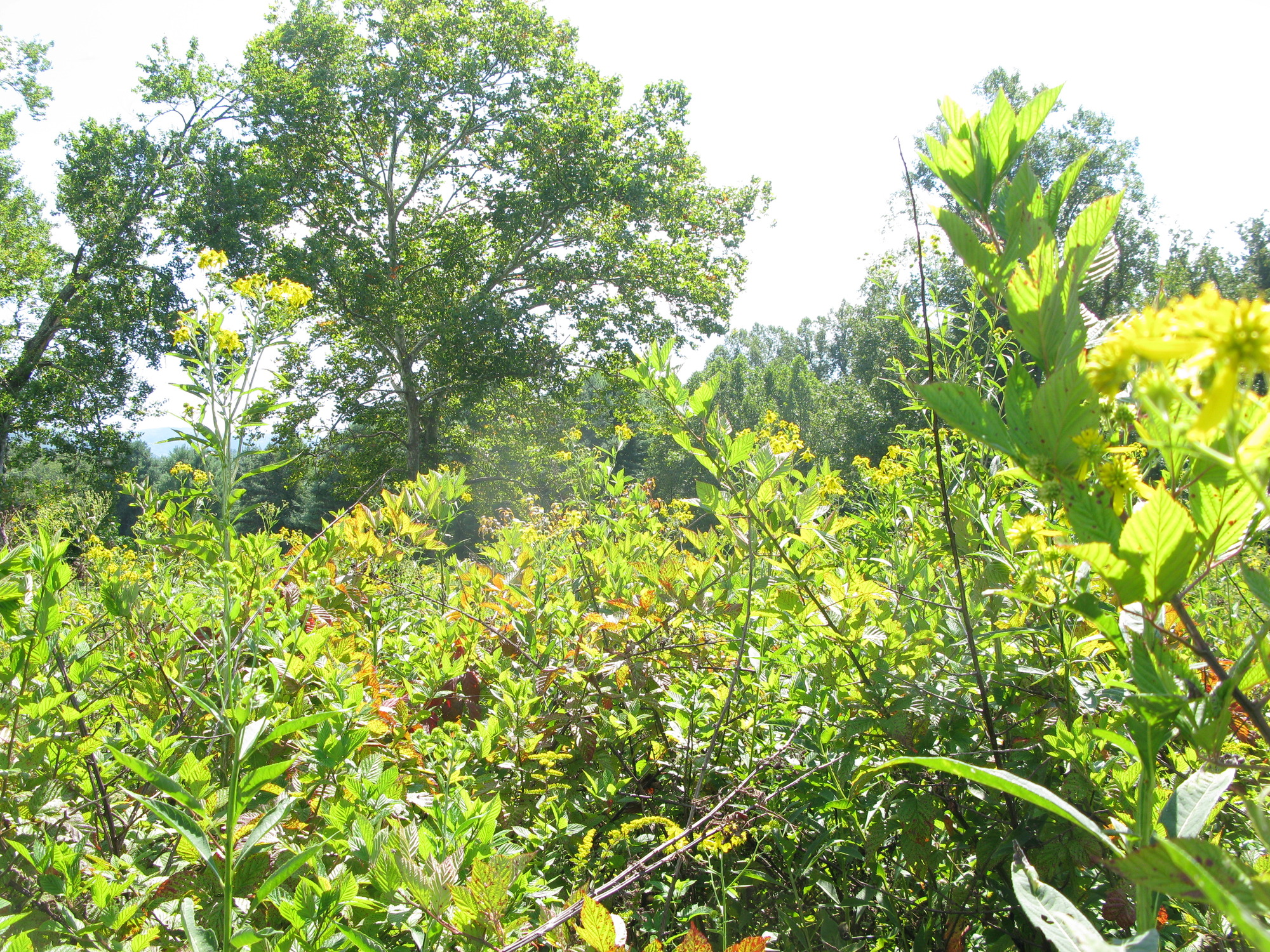 GRSM Accuracy Assessment. Plot Code: GRSM_AA_0780_4