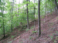 GRSM Accuracy Assessment. Plot Code: GRSM_AA_0328_6