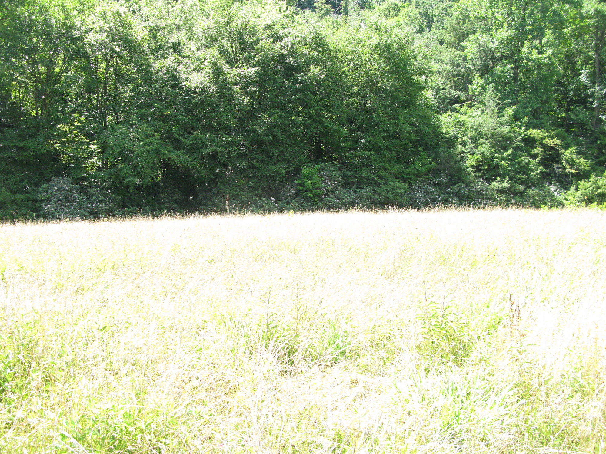 GRSM Accuracy Assessment. Plot Code: GRSM_AA_0741_4