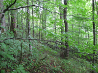 GRSM Accuracy Assessment. Plot Code: GRSM_AA_0788_4