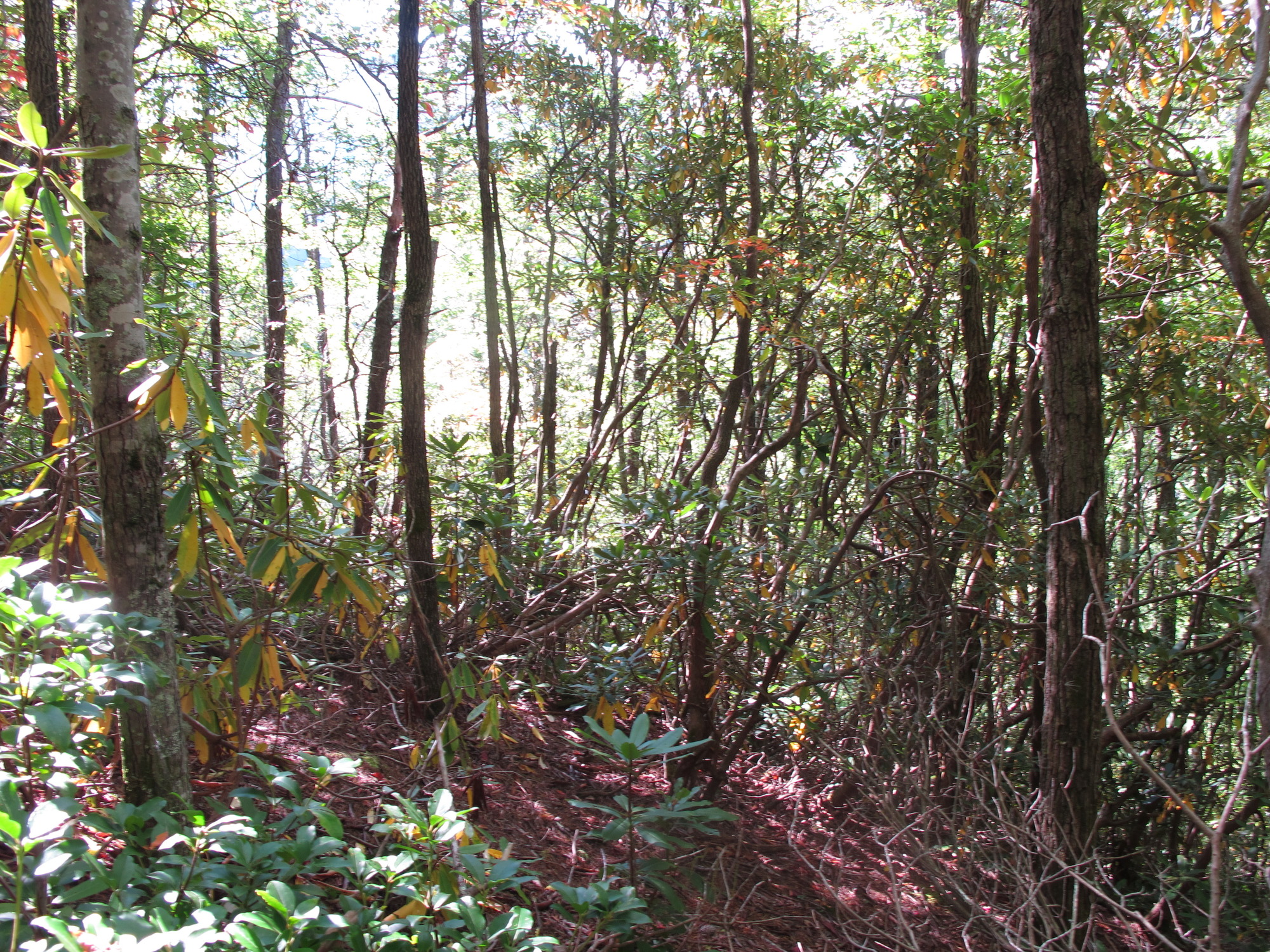 GRSM Accuracy Assessment. Plot Code: GRSM_AA_0330_4