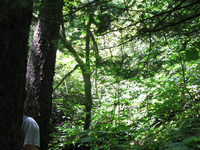 GRSM Accuracy Assessment. Plot Code: GRSM_AA_0928_5