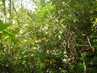 GRSM Accuracy Assessment. Plot Code: GRSM_AA_0193_5